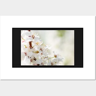 White cherry flowers Posters and Art